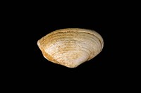 藏品(抱蛤)的圖片